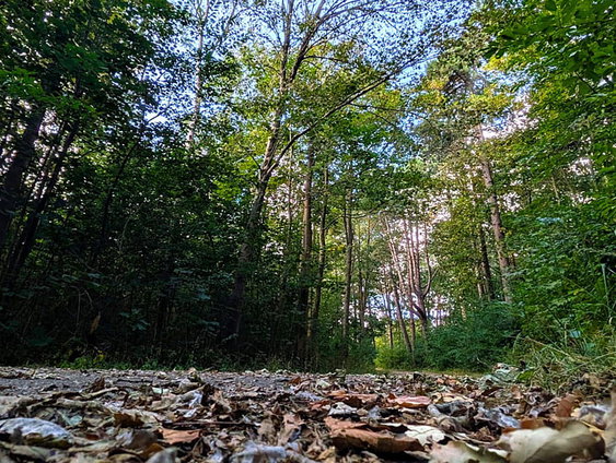 Droogte slecht voor bossen