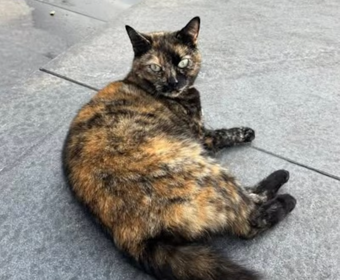 Stationskat Zutphen terug