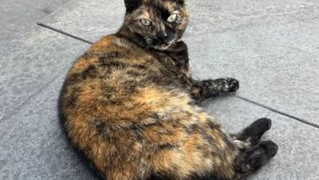 Stationskat Zutphen terug