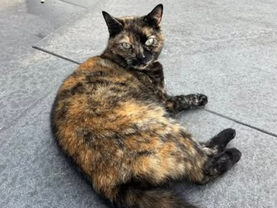 Stationskat Zutphen terug