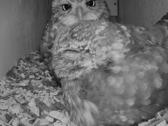 Bizarre beelden: twee vrouwelijke steenuilen eten hun jong op
