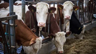 Met welke maatregelen wil kabinet stikstofcrisis aanpakken?