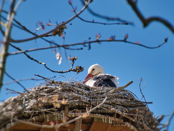 Deirdre Enthoven schreef een boek over het lege nest: 'Geeft ook vrijheid'