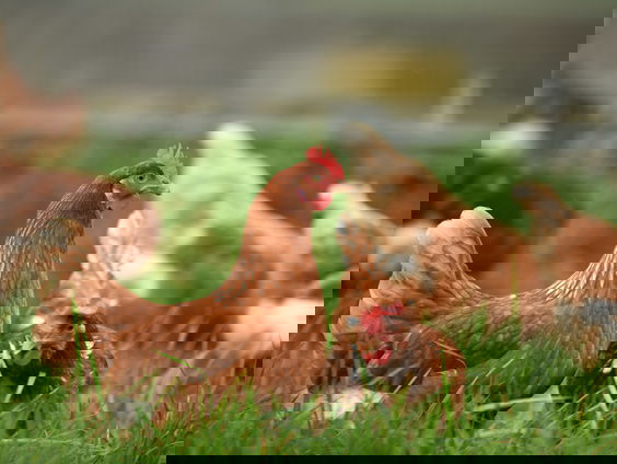 RIVM: eet geen eieren van hobby-kippen