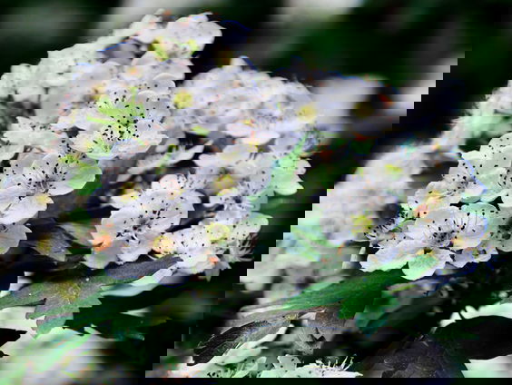 De Jaargetijden: de Meidoorn