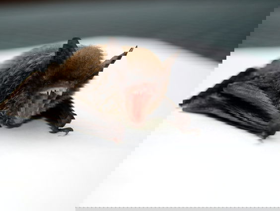 Help, je bent door een vleermuis gebeten; wat nu?