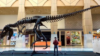 Wetenschappers maken zich zorgen om dure T-rex