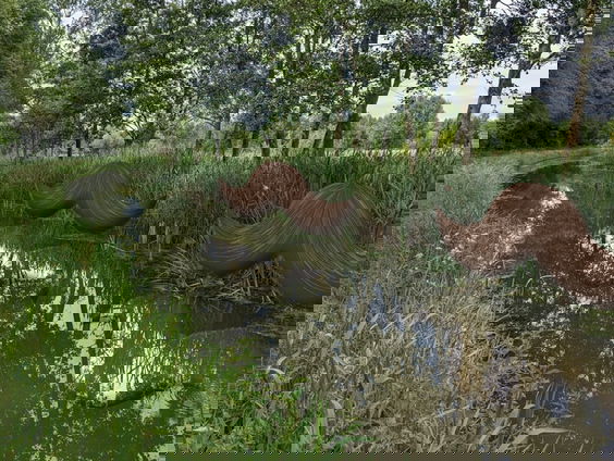 Laat staan die snor! Dat helpt de biodiversiteit