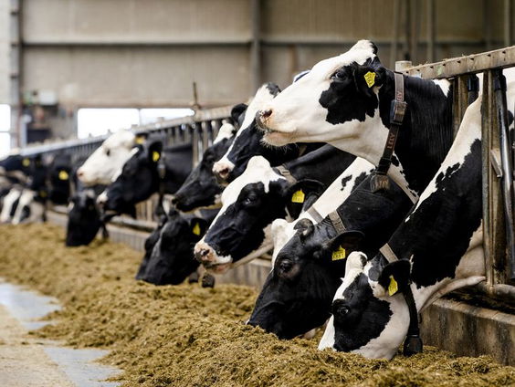 Meer boeren dan verwacht laten zich uitkopen