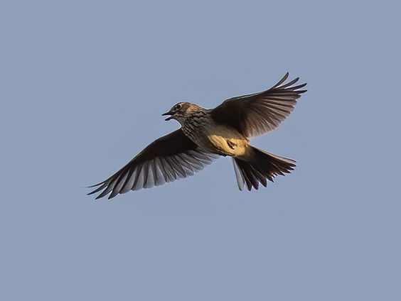 Kettingreactie 20 november 2024