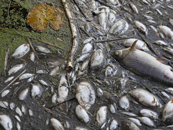 Is massale vissterfte te voorkomen?