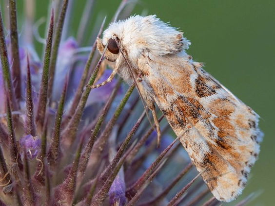 Vlinderstichting lokt nachtvlinders