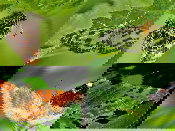 Het is weer tijd voor de jaarlijkse Tuinvlindertelling