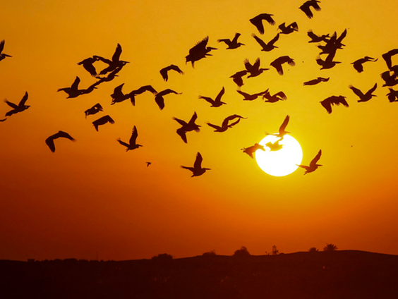 Arjan Dwarshuis over het NK Vogelfluiten