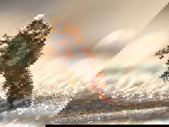 De schelpkokerworm is een echte biobouwer + filmpje