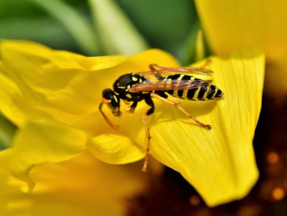 Wespentelling van belang: "Eigenlijk hebben we geen zicht op hoeveel er zijn"