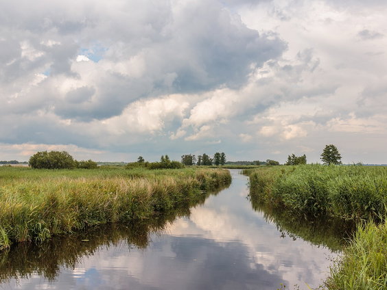 Wat doet een droge zomer met een nat natuurgebied?