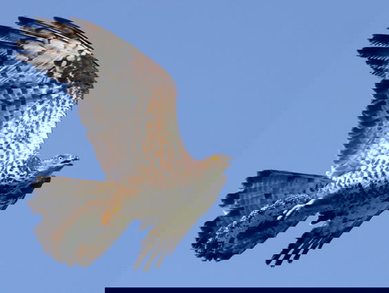 Zo 'steelt' de wespendief een wespennest