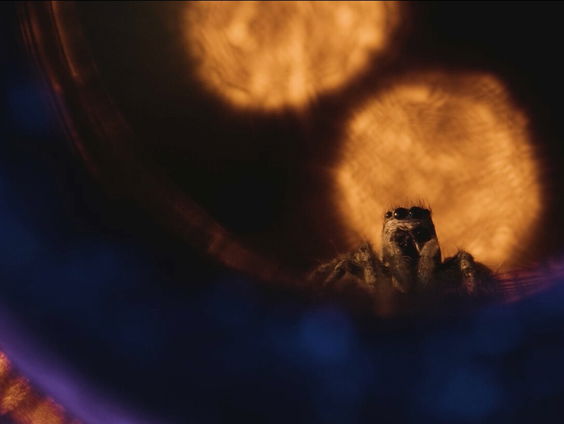 Vergeet Animal Planet: Zo zien natuurfilms van jonge makers eruit