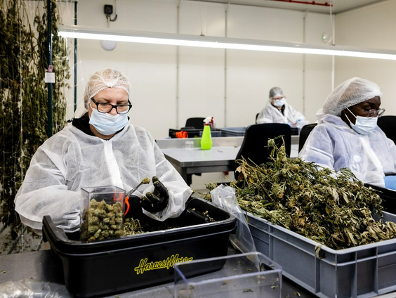 Nieuwe fase in wietexperiment van start