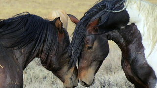 Amerikaanse mustangs worden stiekem naar de slachtbank gebracht