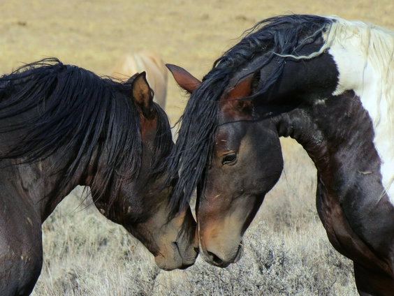 Amerikaanse mustangs worden stiekem naar de slachtbank gebracht