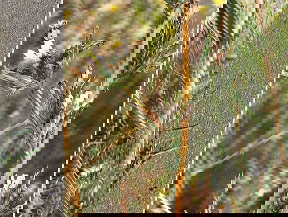 Na 65 jaar duikt het plantje wilgsla weer op in Nederland