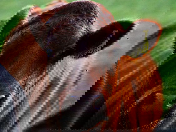 Horloge uit koeiendarm gerepareerd en teruggebracht naar 95-jarige eigenaar: ‘het was zo emotioneel’