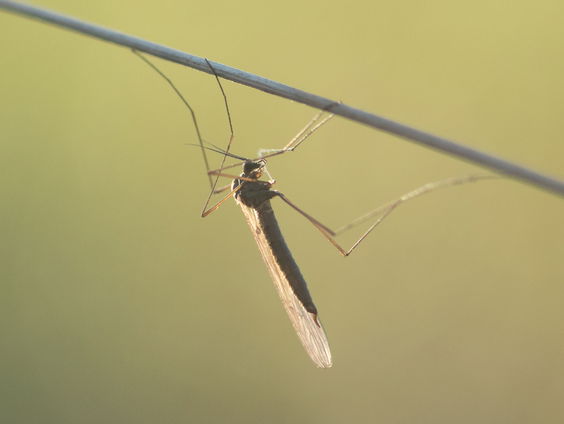 De Jaargetijden: Wintermuggen