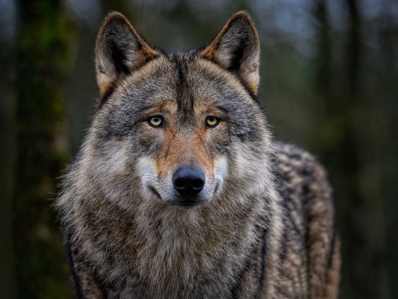 Aanwezigheid wolf heeft grote impact op blinden en slechtzienden