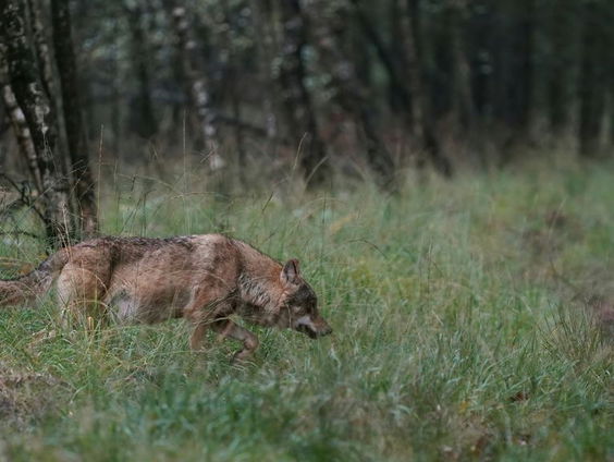 Europees Parlement stemt in met versnelde procedure over afschieten wolf