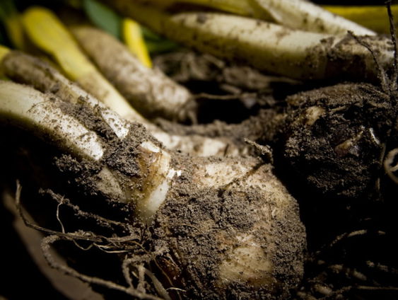 Hoe relevant is het werk van George Orwell 75 jaar na zijn dood?