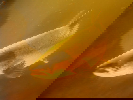 Actieplan voor Rijn en Maas zodat vissen vrij kunnen trekken