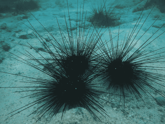 Goed nieuws over zee-egels en koraalriffen