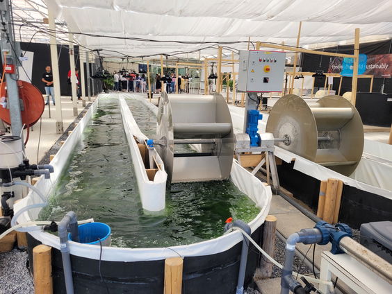 Europese Zeewierconferentie: Is de zeewierrevolutie aanstaande?