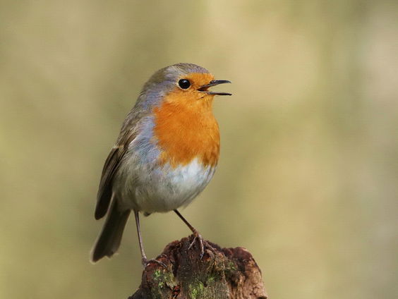 Welke vogelzang kun je nu al herkennen?