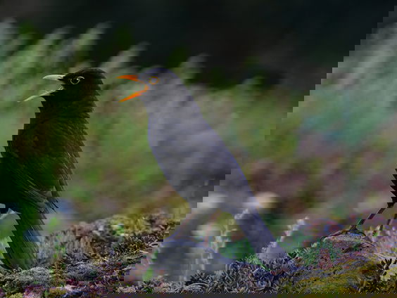 Deze vogels zingen het luidst in de stad | Nationaal vogelconcert #1