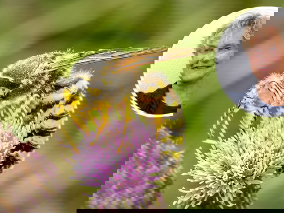 De harkwesp is Insect van het Jaar 2025