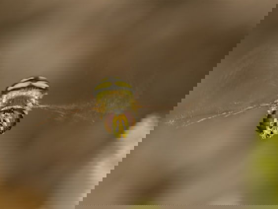 Nu ook rode lijst voor zweefvliegen