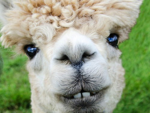 Gesnurk van Mark of stervende Alpaca?