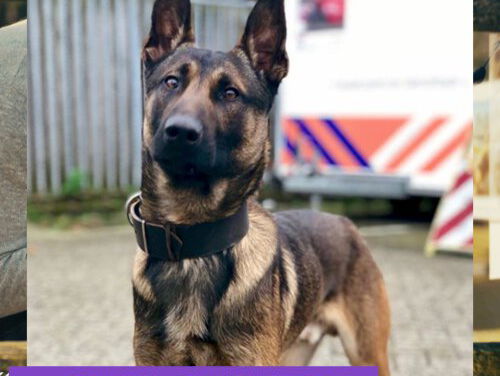 Politiehond Bumper wint Social Media prijs!