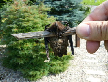 Henriëtte heeft vleermuistips voor Manuela, maar of dat nou opluchting brengt...