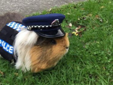 Kevin belt met politie-cavia Elliot