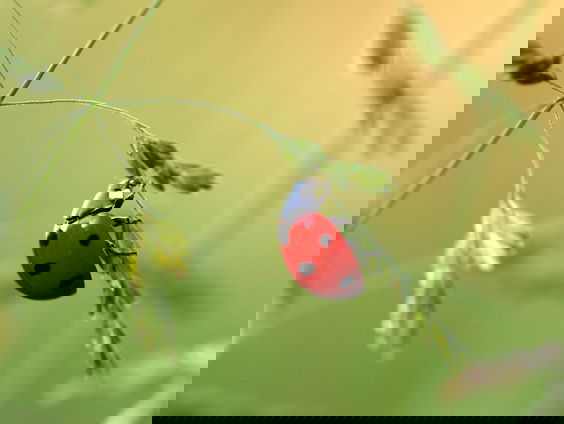 Boswachter en ecoloog Luc Hoogenstein, op zoek naar 1000 dieren in eigen tuin