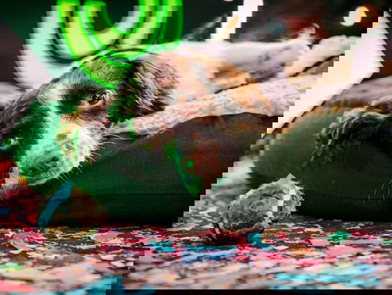 Alfie is terug in de 3FM studio!