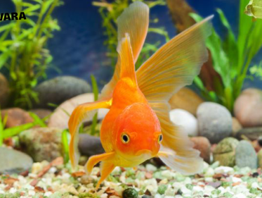 Dit krijg je als je goudvissen in een beek gooit