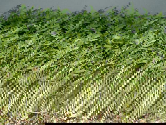 Lang leven met Yoeri - Kiemgroenten