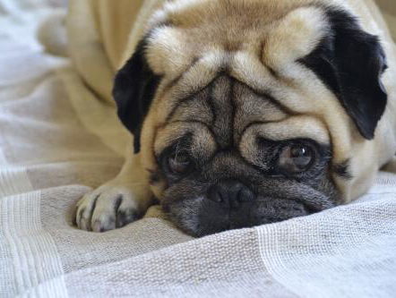 Minister van Landbouw wil hondenfokkers strenger controleren op gezondheid (mops)hondjes