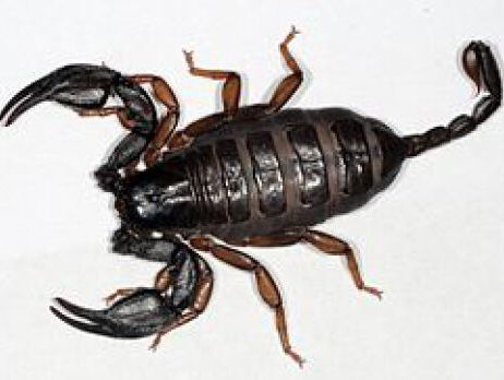 Even bellen met de Nederlandse Schorpioenenvereniging!