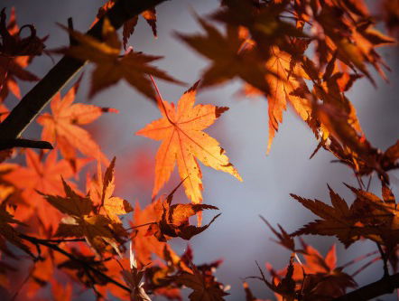 Stoofvlees en vallende blaadjes: De herfstklapper!